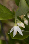 American snowbell